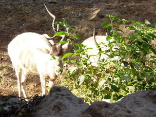 The Egyptian Zoo in Cairo