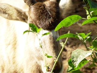 The Egyptian Zoo in Cairo