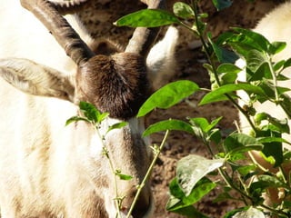 The Egyptian Zoo in Cairo