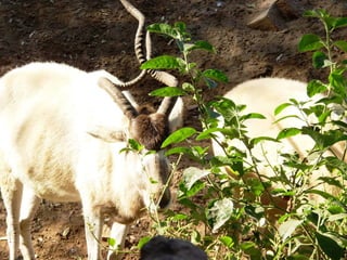 The Egyptian Zoo in Cairo