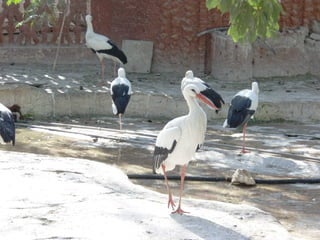 The Egyptian Zoo in Cairo