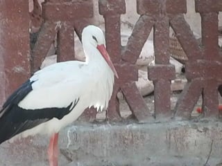 The Egyptian Zoo in Cairo