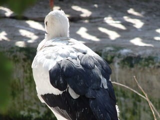 The Egyptian Zoo in Cairo
