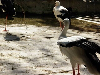 The Egyptian Zoo in Cairo