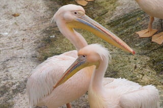 The Egyptian Zoo in Cairo