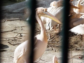 The Egyptian Zoo in Cairo