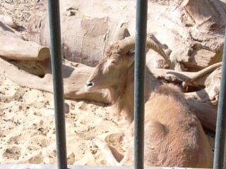 The Egyptian Zoo in Cairo