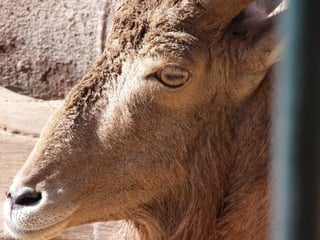 The Egyptian Zoo in Cairo
