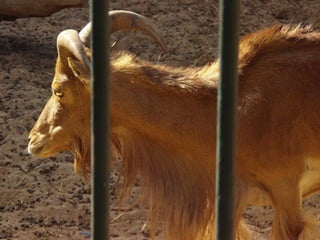 The Egyptian Zoo in Cairo