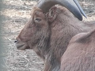 The Egyptian Zoo in Cairo