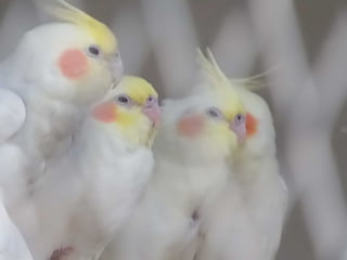 The Egyptian Zoo in Cairo