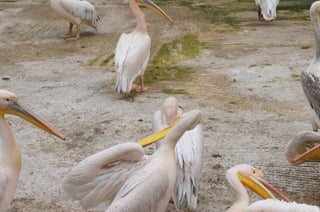 The Egyptian Zoo in Cairo