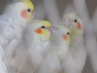 The Egyptian Zoo in Cairo