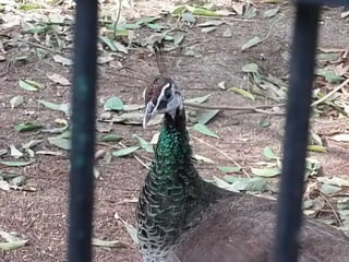 The Egyptian Zoo in Cairo