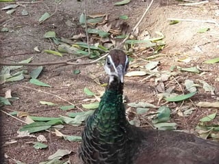 The Egyptian Zoo in Cairo