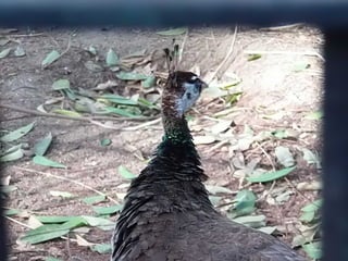 The Egyptian Zoo in Cairo