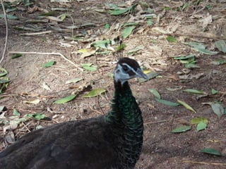 The Egyptian Zoo in Cairo