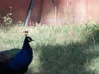 The Egyptian Zoo in Cairo