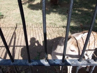 The Egyptian Zoo in Cairo