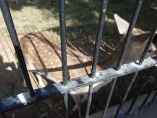 The Egyptian Zoo in Cairo