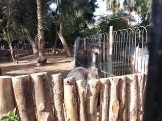 The Egyptian Zoo in Cairo