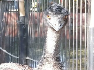 The Egyptian Zoo in Cairo