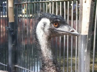 The Egyptian Zoo in Cairo