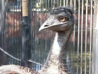 The Egyptian Zoo in Cairo