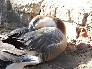 The Egyptian Zoo in Cairo