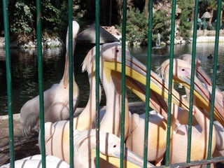The Egyptian Zoo in Cairo