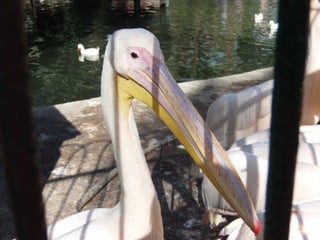 The Egyptian Zoo in Cairo