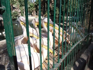 The Egyptian Zoo in Cairo