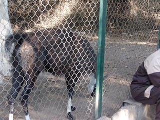 The Egyptian Zoo in Cairo