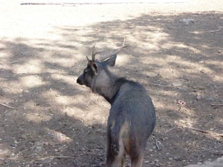 The Egyptian Zoo in Cairo