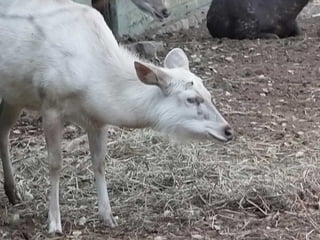 The Egyptian Zoo in Cairo