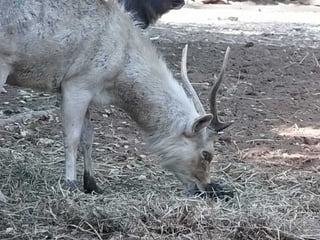 The Egyptian Zoo in Cairo