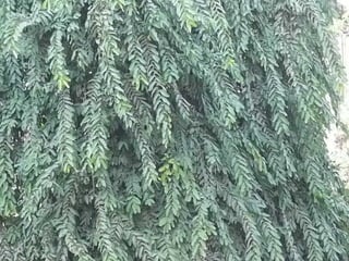 The Egyptian Zoo in Cairo