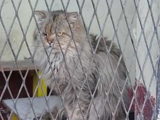 The Egyptian Zoo in Cairo