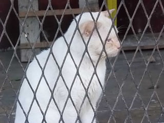 The Egyptian Zoo in Cairo