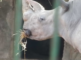 The Egyptian Zoo in Cairo