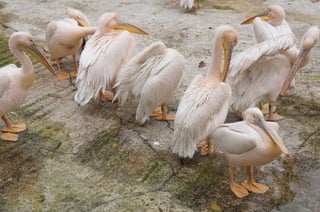 The Egyptian Zoo in Cairo