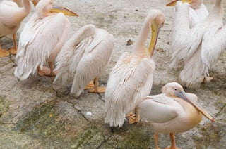The Egyptian Zoo in Cairo