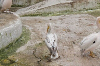 The Egyptian Zoo in Cairo