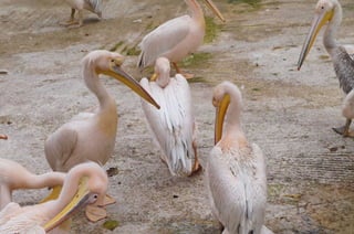 The Egyptian Zoo in Cairo