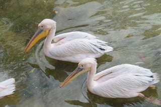 The Egyptian Zoo in Cairo