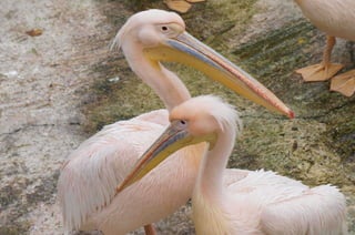 The Egyptian Zoo in Cairo