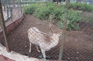 The Egyptian Zoo in Cairo