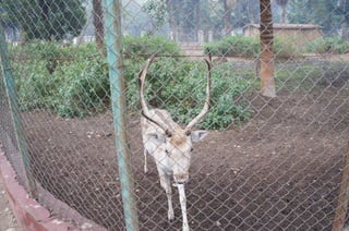 The Egyptian Zoo in Cairo