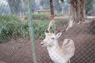The Egyptian Zoo in Cairo