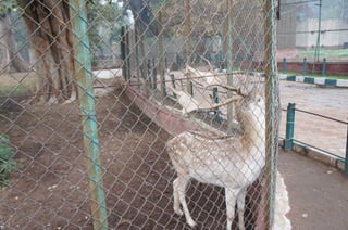 The Egyptian Zoo in Cairo